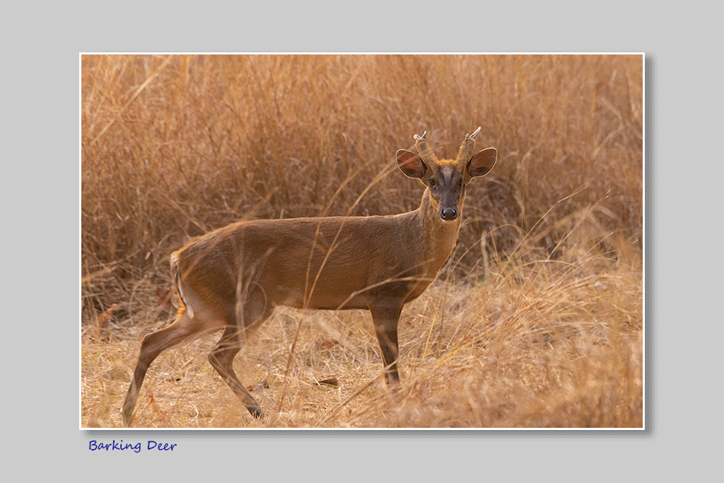 Barking Deer